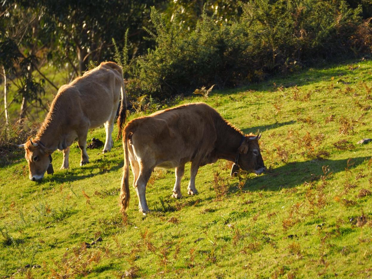 Dos vacas monchinas pastan en Guriezo.