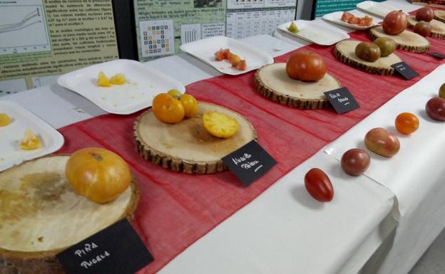 Bezana instaura el primer banco de semillas de tomate antiguo de España