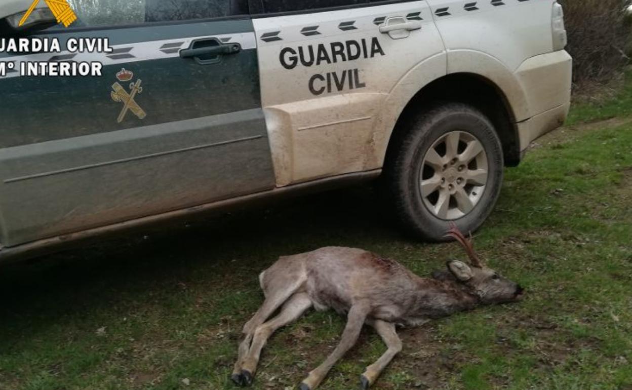 El corzo abatido por el cazador cántabro.