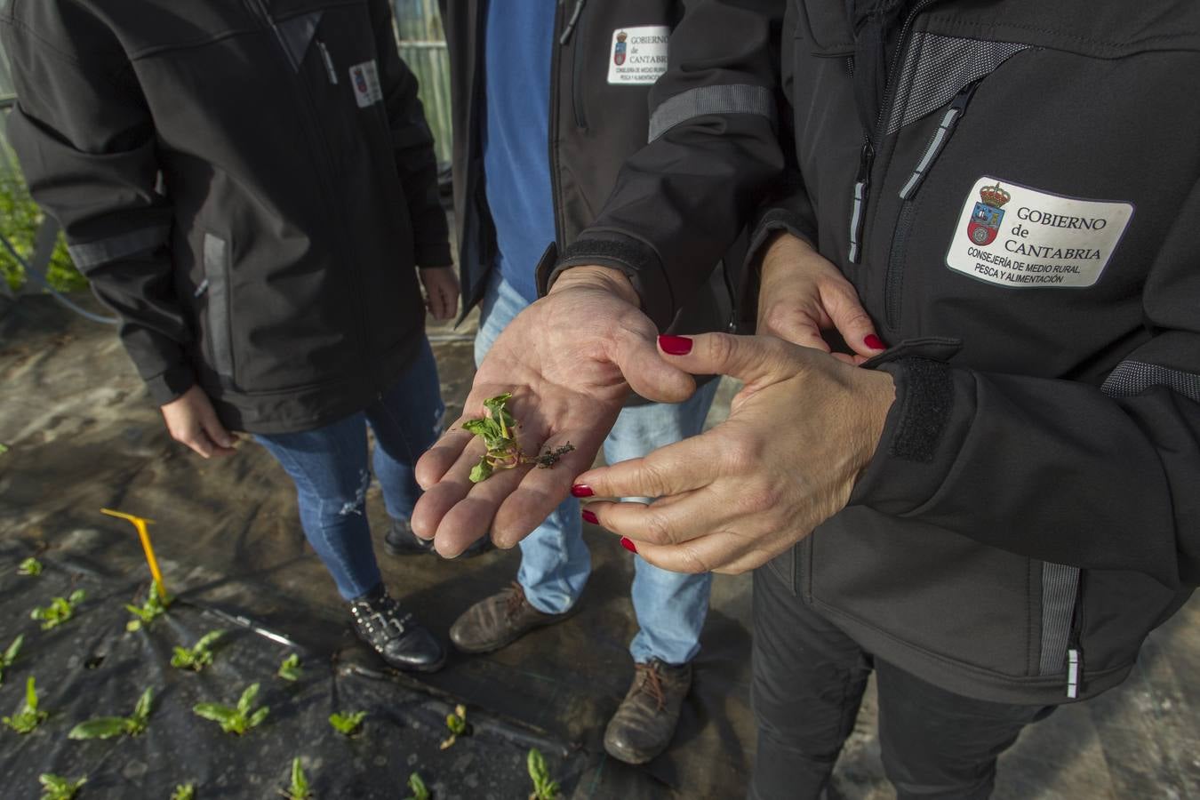 El banco de semillas del Centro de Investigación y Formación Agraria (CIFA) de Cantabria atesora el patrimonio genético de especies hortofrutícolas tradicionales de la región. Su trabajo busca frenar la pérdida de la biodiversidad agrícola; recuperar el cultivo de variedades tradicionales; favorecer la seguridad alimentaria; garantizar la disponibilidad de los recursos necesarios en el futuro y la puesta en valor de especies que tal vez tengan menos rentabilidad comercial, pero que su alta calidad y sus propiedades organolépticas –cómo sabe, cómo huele, su textura– compense ese mayor coste 