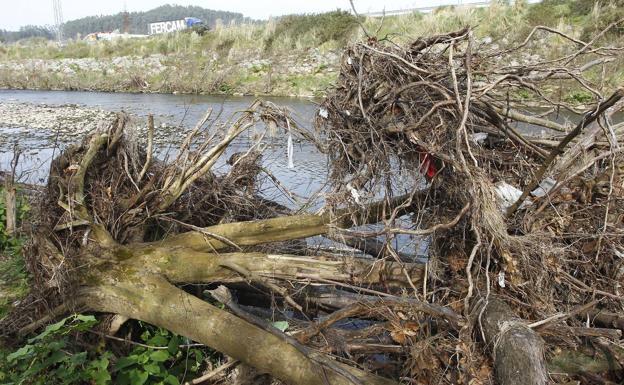 Árboles de gran porte permanecen varados en laorilla del Saja-Besaya tras ser arrastrados por la corriente.