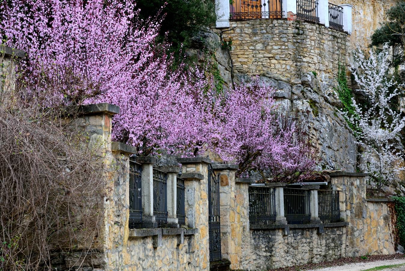 La floración se ha adelantado en estos árboles de un finca de Cigüenza.