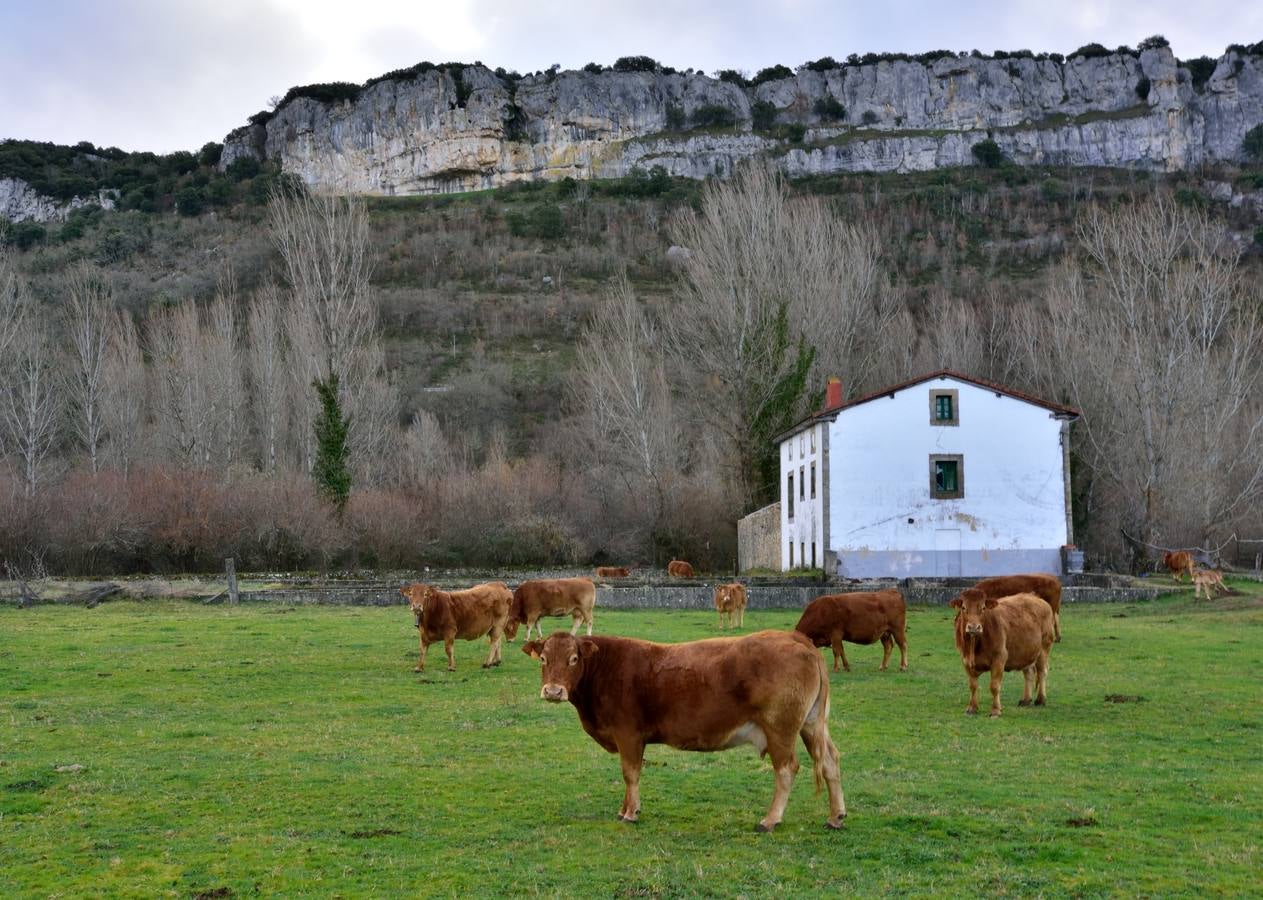 Pasto junto al antiguo truchero en Pedrosa de Valdeporres.