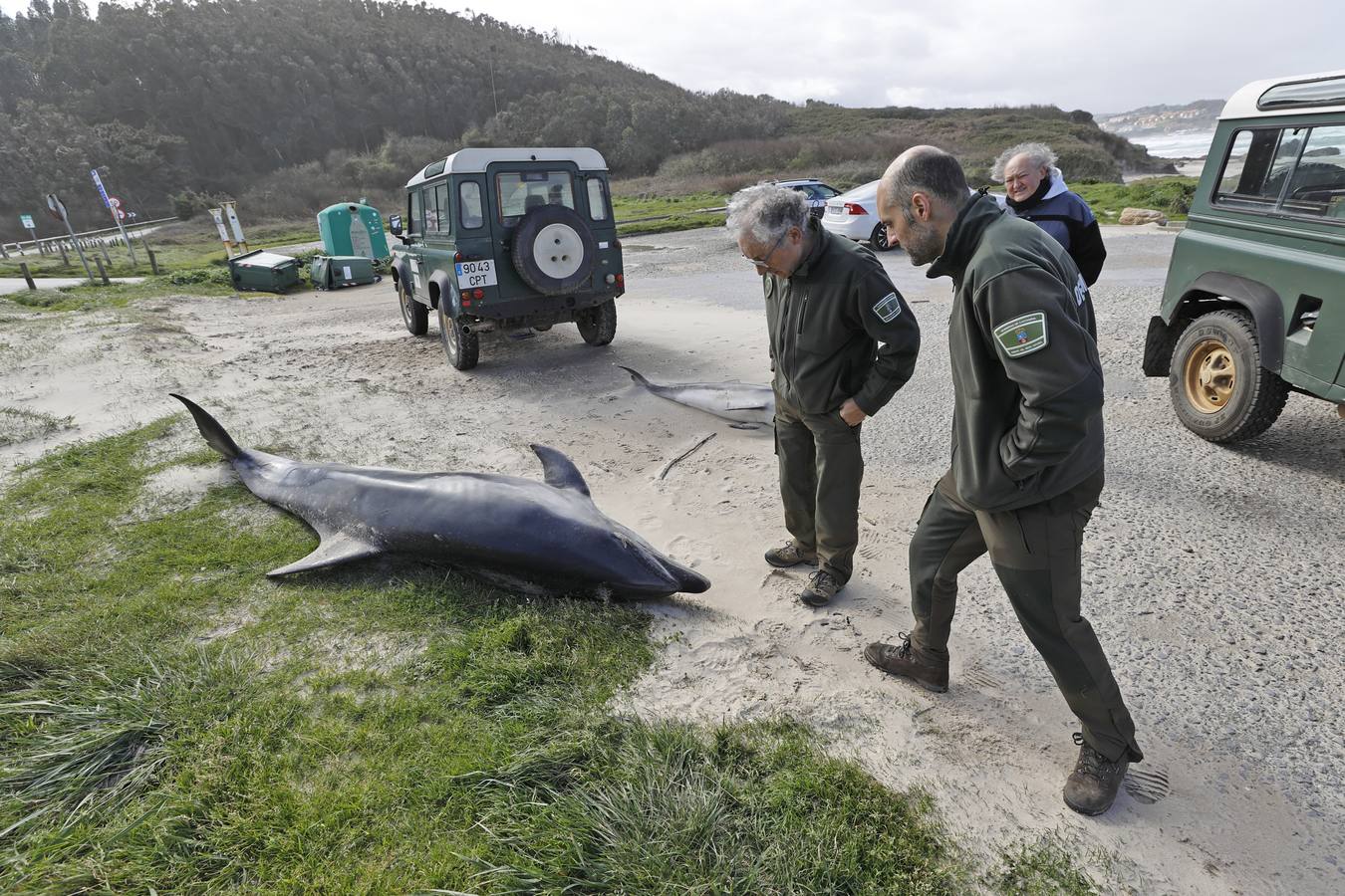 Dos delfines mulares han aparecido esta mañana varados en la orilla de la playa de Gerra, en San Vicente de la Barquera. El procedimiento siempre es el mismo. Llegar hasta el punto facilitado, certificar la muerte de los animales, llamar al veterinario y trasladarlo al centro de recuperación de Cabárceno para que analicen los cuerpos y el motivo del fallecimiento.