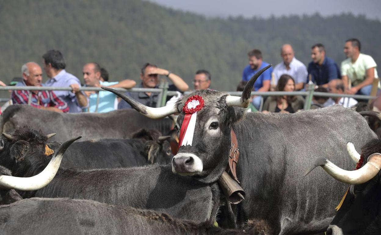 Los ganaderos cántabros reciben este viernes los 12 millones de ayudas de la PAC