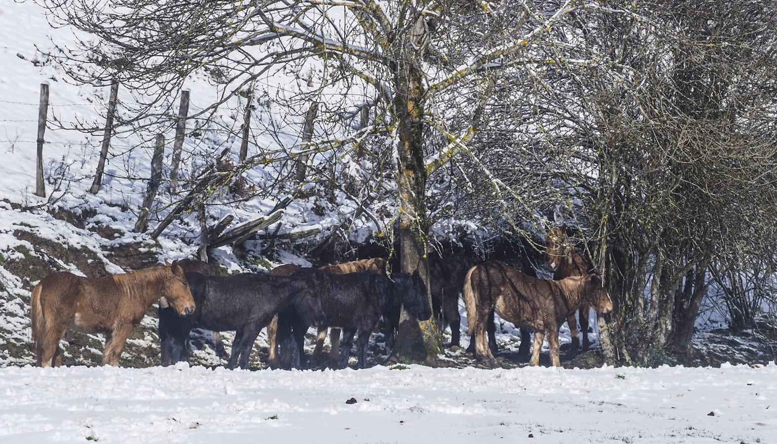 Fotos: Llega la nieve al sur de Cantabria