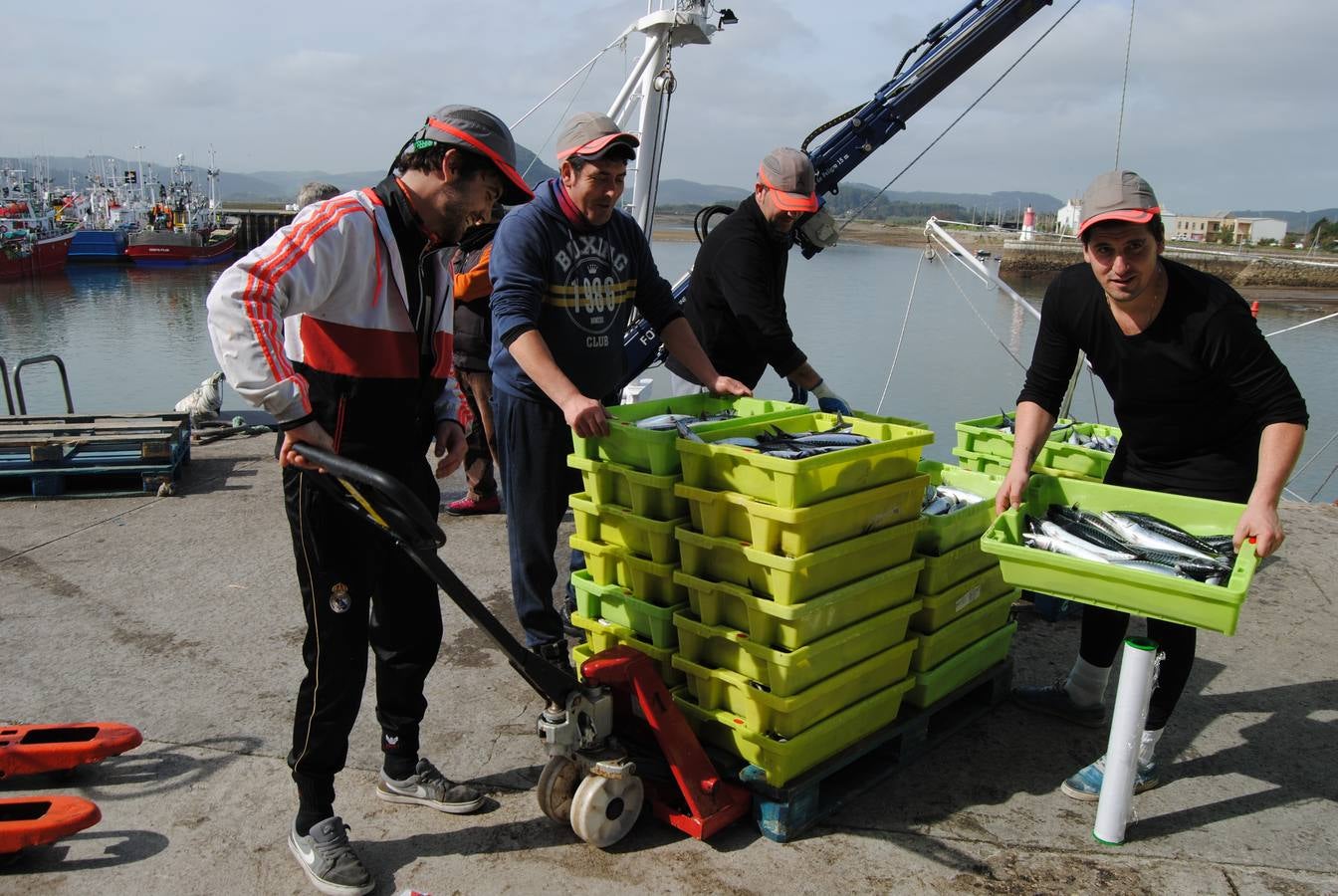 Fotos: 135 toneladas de verdel entran en la lonja de Santoña