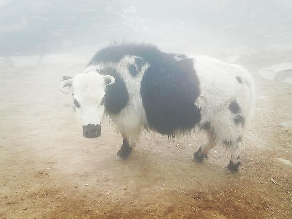 El proyecto 'Nepal + de 1.000 km entre montañas' ha convertido a la cántabra Raquel García en la primera mujer española que ha realizado esta hazaña, atravesar Nepal durante 85 días caminando a la sombra de los ochomiles, acompañada de un cámara, dos porteadores y un guía, estos últimos nepalíes. Contará su experiencia el 19 de marzo en los locales de la Asociación de Vecinos de San Francisco, una charla que se enmarca dentro de los actos programados por el Día de la Mujer.