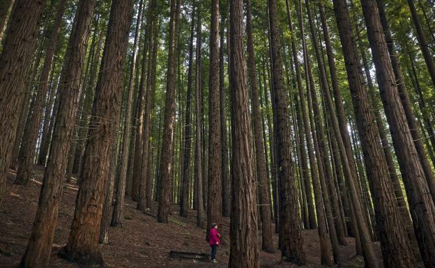 Bosque de secuoyas (Cabezón de la Sal). Ahora es único en España, de historia curiosa además y declarado Monumento Natural. Pero viene de lejos. En 1926 el gobierno pensó que no estaría mal probar especies madereras distintas para nutrir la industria del papel. Tras la segunda mitad de 1940 los técnicos eligieron secuoyas y pinos para instalarlos en Cabezón de Sal. Crecían rápido y eso era un punto a favor importante. El problema es que cuando crecieron lo suficiente la madera ya no interesaba. Allí quedaron 848 sequoia velintonia y 20 pinus radiata en una parcela de 2,5 hectáreas. Árboles de porte quijotesca con 36 metros de altura en algunos casos, que dibujan un curioso paisaje al que se accede por senda señalizada, perfecta para pasear en cualquier época del año. Se encuentra junto al Monte Corona y es accesible desde la carretera que une Cabezón de la Sal y Comillas.