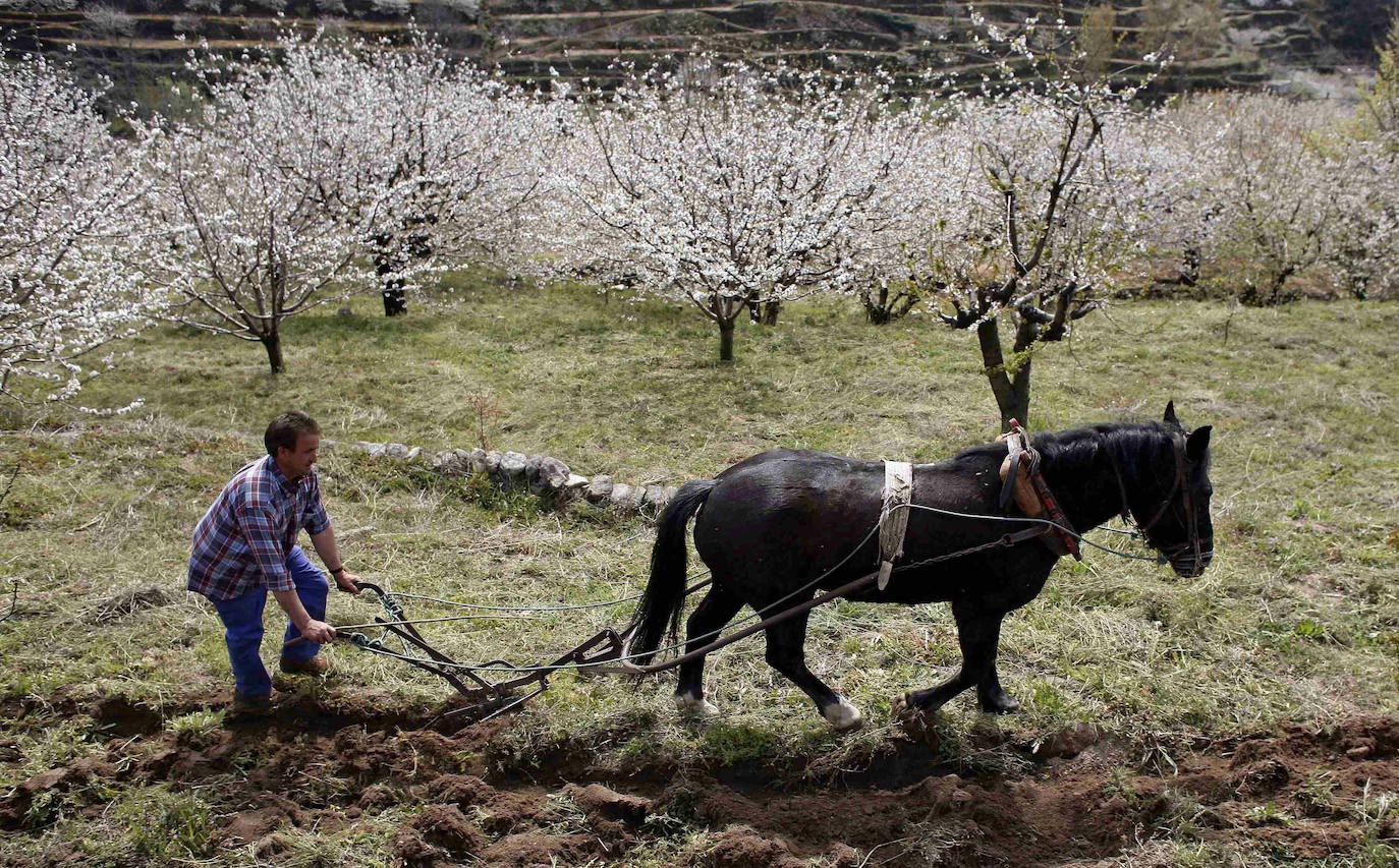 Fotos: La floración de los cerezos del Jerte siempre ha sido un espectáculo para la vista