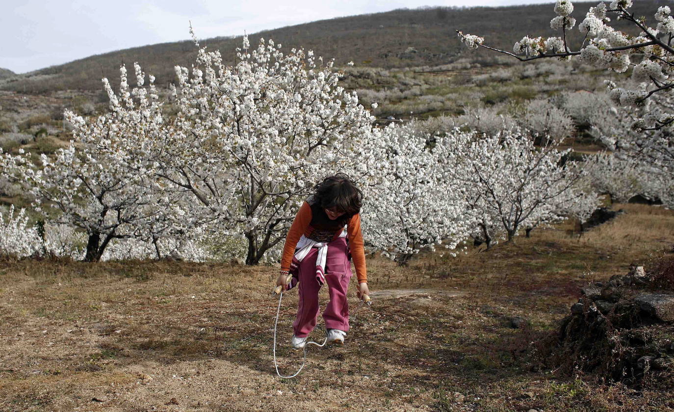 Fotos: La floración de los cerezos del Jerte siempre ha sido un espectáculo para la vista