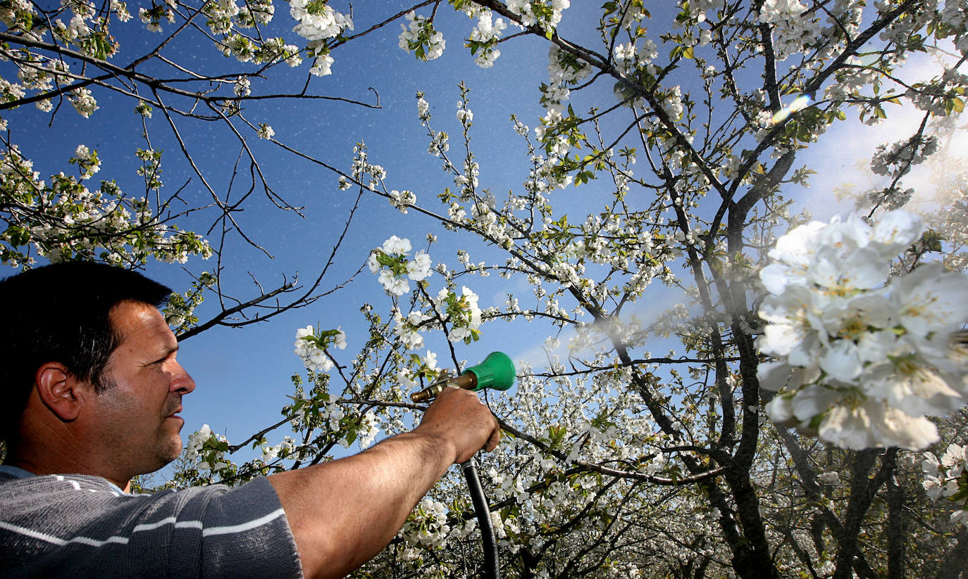 Fotos: La floración de los cerezos del Jerte siempre ha sido un espectáculo para la vista