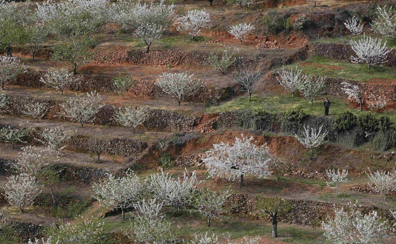 Fotos: La floración de los cerezos del Jerte siempre ha sido un espectáculo para la vista