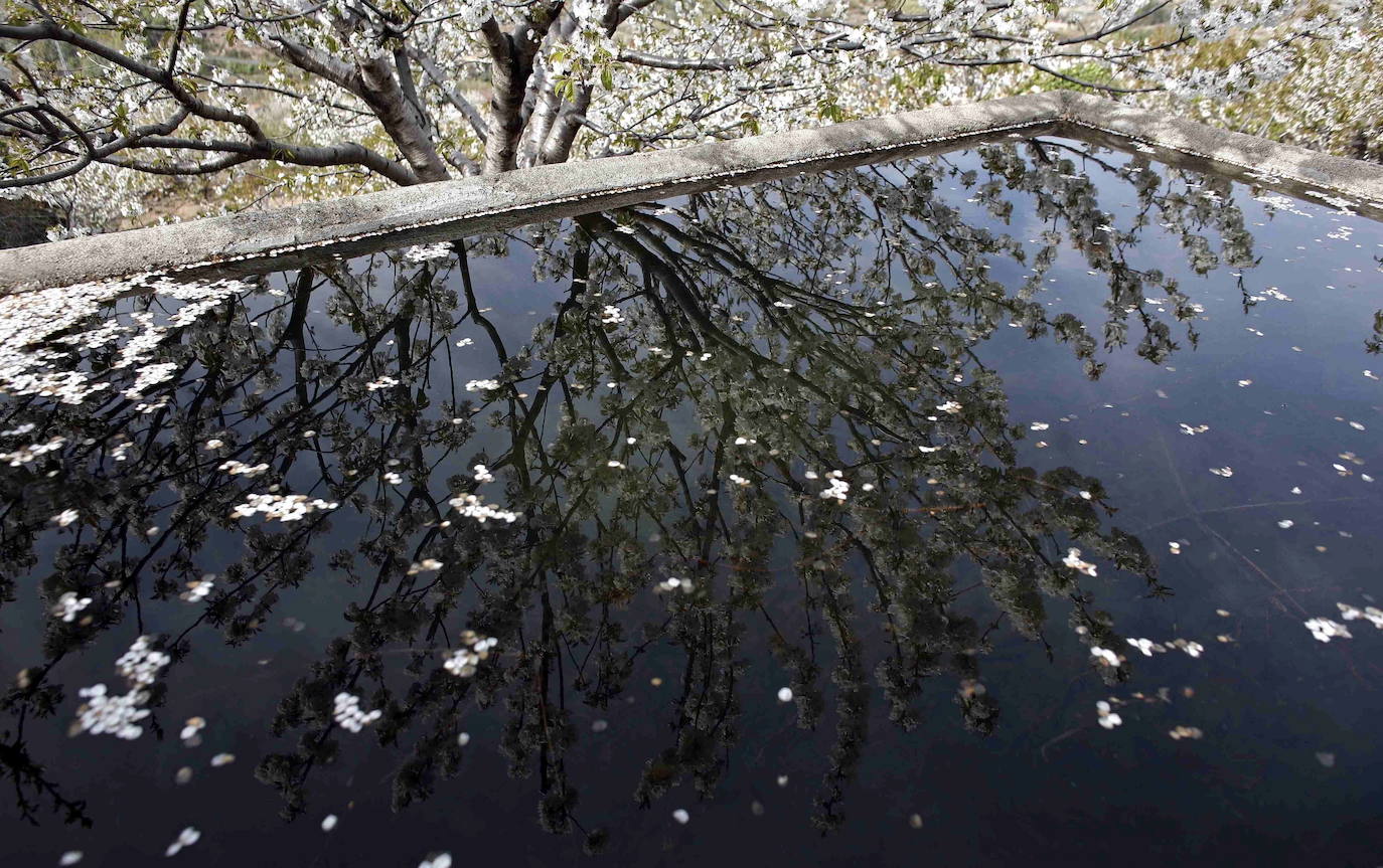 Fotos: La floración de los cerezos del Jerte siempre ha sido un espectáculo para la vista