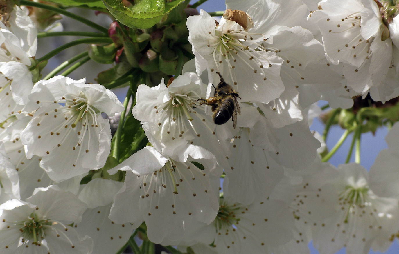 Fotos: La floración de los cerezos del Jerte siempre ha sido un espectáculo para la vista