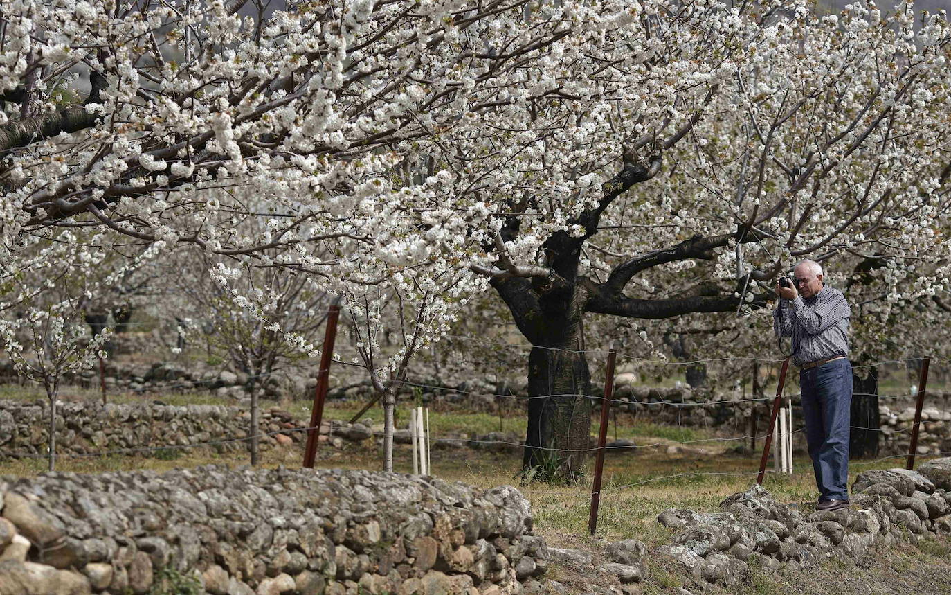 Fotos: La floración de los cerezos del Jerte siempre ha sido un espectáculo para la vista