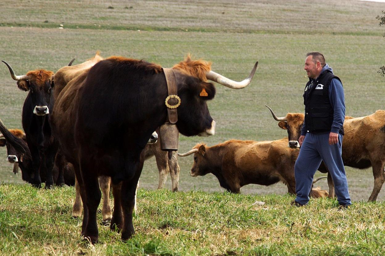 Un ganadero atiende a sus vacas. 