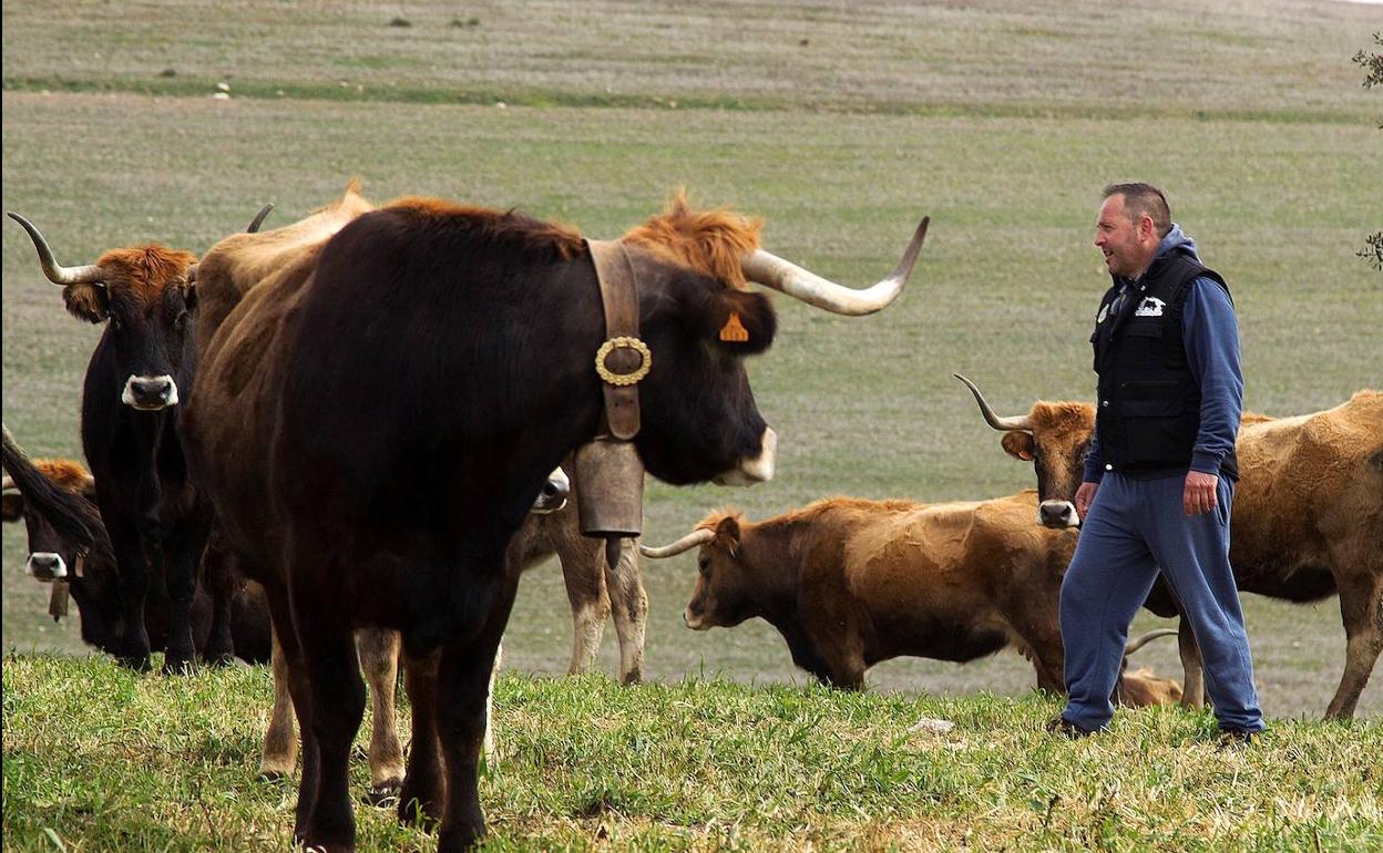 Un ganadero atiende a sus vacas.