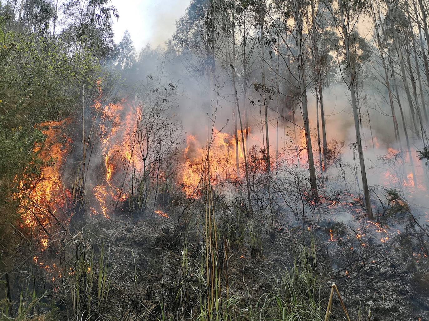 Fotos: Desde ayer se han provocado 11 incendios forestales en pleno estado de alarma