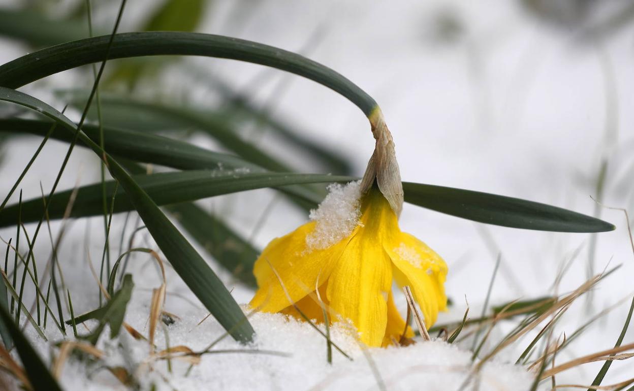 Una flor sobrevive tras la fuerte nevada de primavera en Rusia.