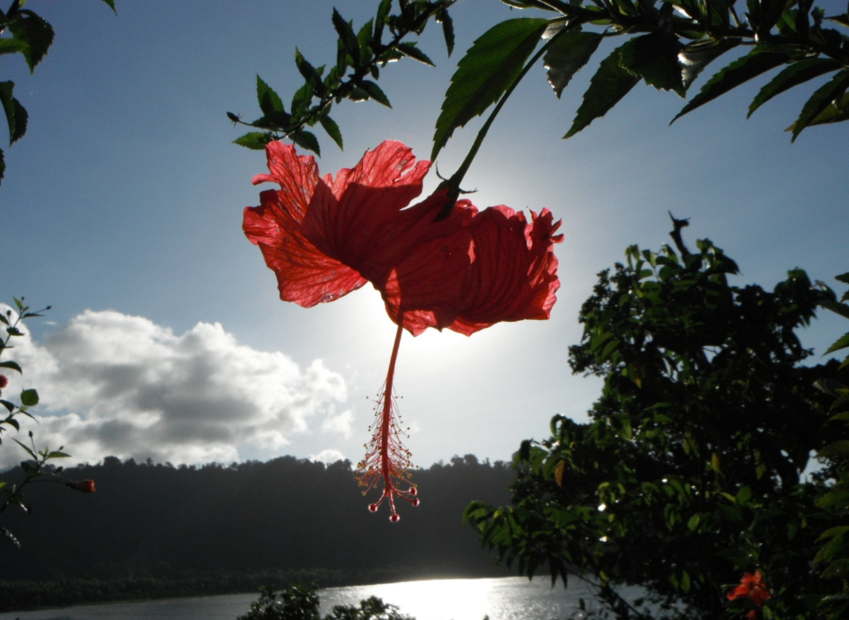 Islas Salomón | Las Islas Salomón​ son un país insular independiente situado en Oceanía, en la Melanesia tradicional. Forma parte de la Mancomunidad Británica de Naciones. Cuenta con 650.000 habitantes.