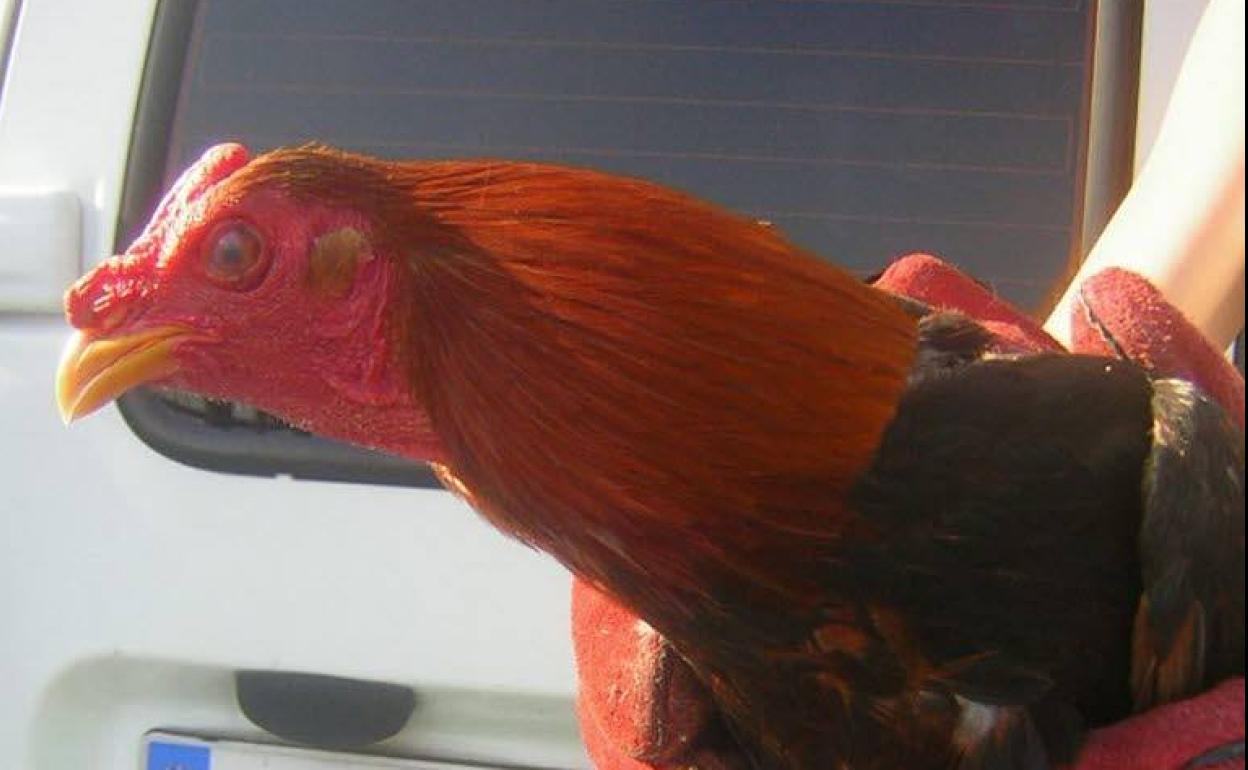 Imagen de archivo de un gallo de pelea intervenido por la Policía.