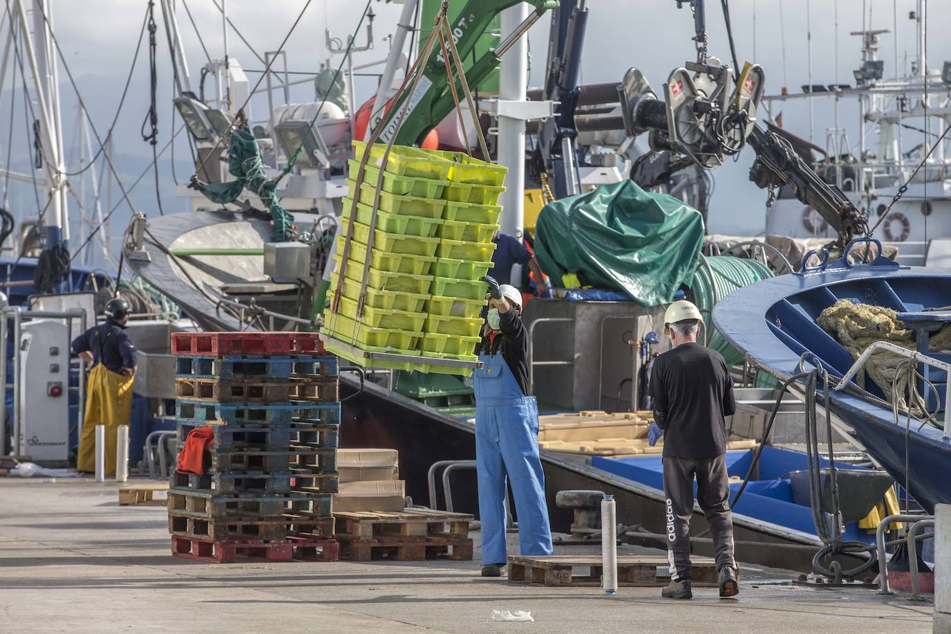 En su primer día de costera, la flota se encontró con abundate pescado a pocas millas de la costa oriental. Las lonjas de Santoña y Laredo subastaron 500 toneladas