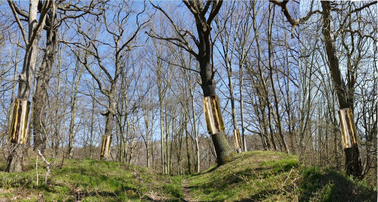 Imagen del proyecto de intervención en los árboles, modificado finalmente para que la instalación se sitúe más cerca del camino. 