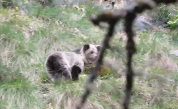 Vuelta a la normalidad para la osezna Saba en los Picos de Europa