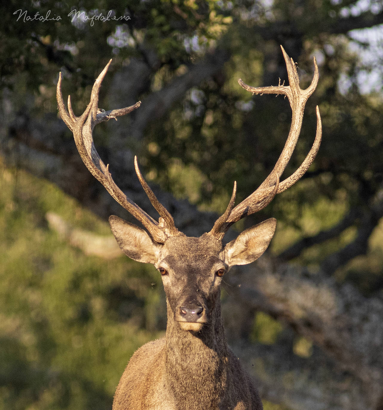 Macho en berrea. Los ciervos, o también llamados con cariño reyes del bosque, se extienden ampliamente por las sierras de la geografía peninsular. En nuestra región, a principios del siglo XX, se practicaron sueltas de ejemplares de ciervo. Una repoblación de ejemplares provenientes de los montes de Toledo, durante los años 1949 a 1954. Entre 1972 y 1974, vuelve a hacerse otra suelta de venados traídos de Toledo, Jaén y Cuenca, soltando entre Saja, Palombera y Mozarguero un total de 36 machos y 78 hembras.