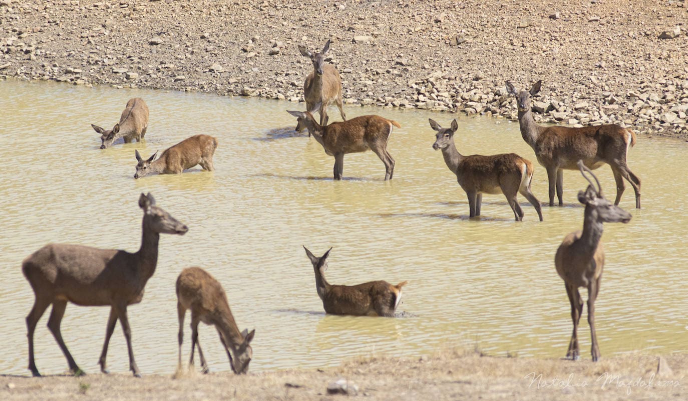 Grupo de ciervas, crías y un vareto en pleno verano.