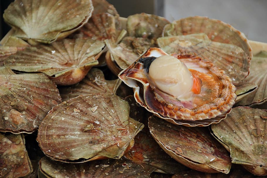 Vieiras. La vieira es una de las joyas del marisco gallego, cuya concha es símbolo universal del Camino de Santiago. Este molusco vive enterrado en el fondo de arena, llegando para buscar aguas limpias hasta una profundidad de 100 metros. A diferencia de otros moluscos, se cría en libertad, de forma salvaje sobre los bancos de arena cerca de la costa. El tamaño mínimo para la comercialización de la viera se fija en 10 centímetros, para lo que emplea dos años de su vida. En Cantabria es habitual que se cocine gratinada al horno, a veces rellena de jamón serrano.