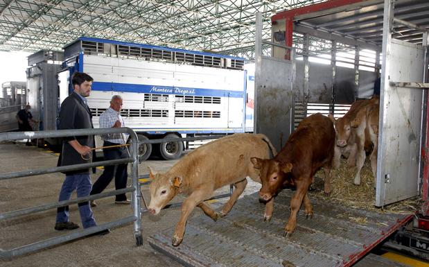 Imagen. Los terneros bajan del camión para acceder al Ferial. 