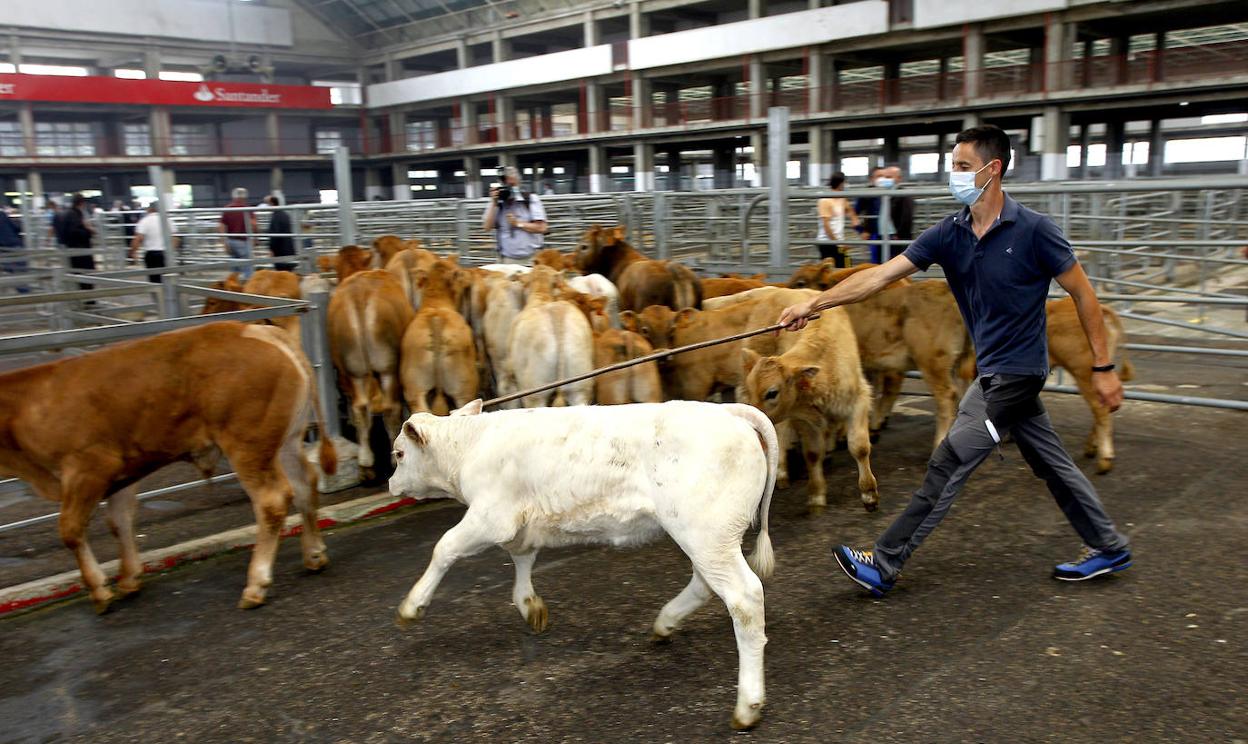 Raúl Velarde, ganadero de Viérnoles, conduce a sus terneros en la nave central del Mercado Nacional de Ganados.