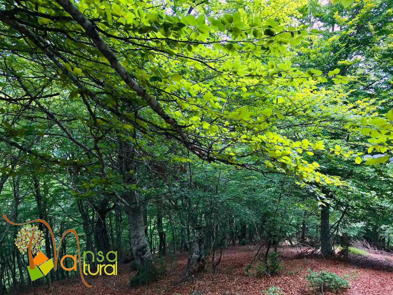 Ruta gratuita por el valle de Polaciones para los gremios que han estado en primera línea: profesionales sanitarios, las fuerzas de seguridad, el personal de emergencias, limpieza, docencia y transporte, distribución y venta de bienes esenciales