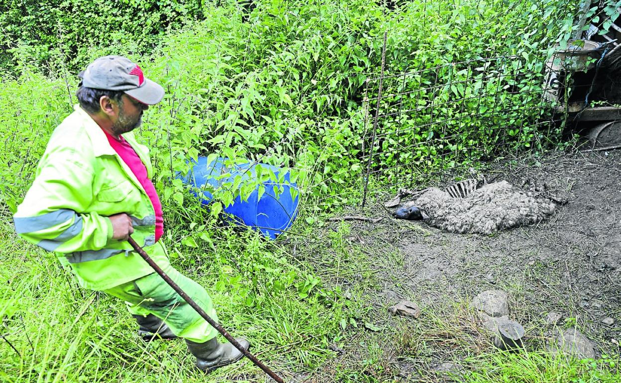 Jesús muestra una de las ovejas muertas en su finca de Roiz.