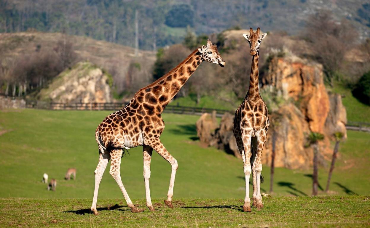 Las jirafas del Parque de Cabárceno.