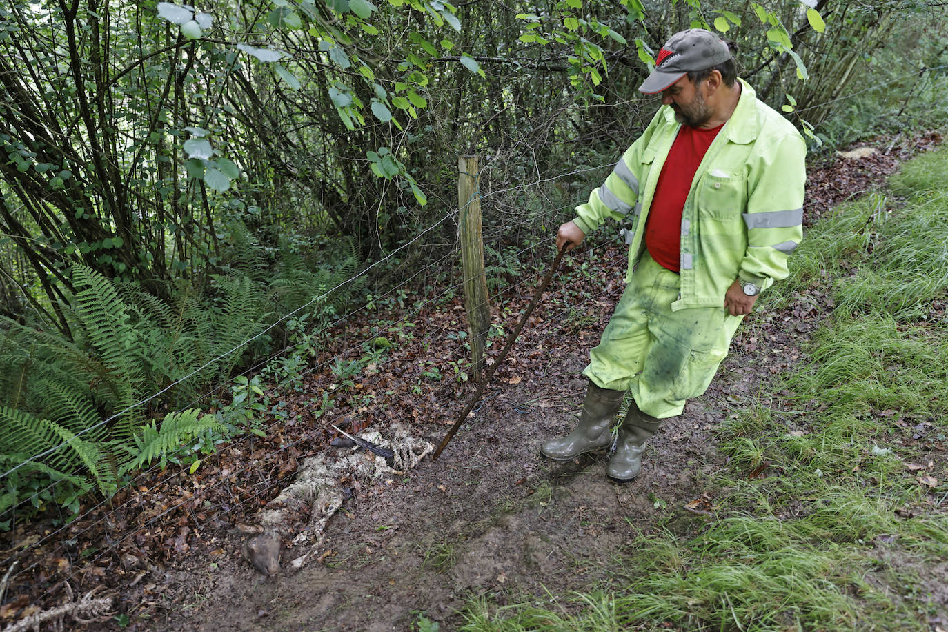 Fotos: El lobo mata a cinco ovejas y hiere a otras tres en Roiz