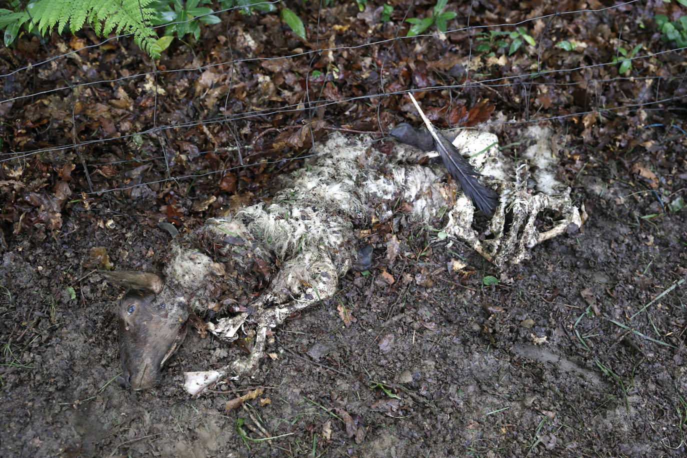 Fotos: El lobo mata a cinco ovejas y hiere a otras tres en Roiz