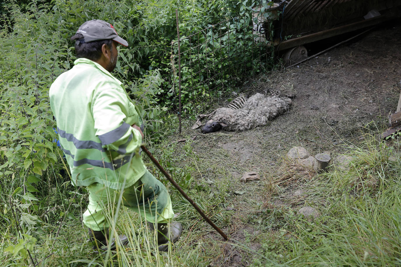 Fotos: El lobo mata a cinco ovejas y hiere a otras tres en Roiz