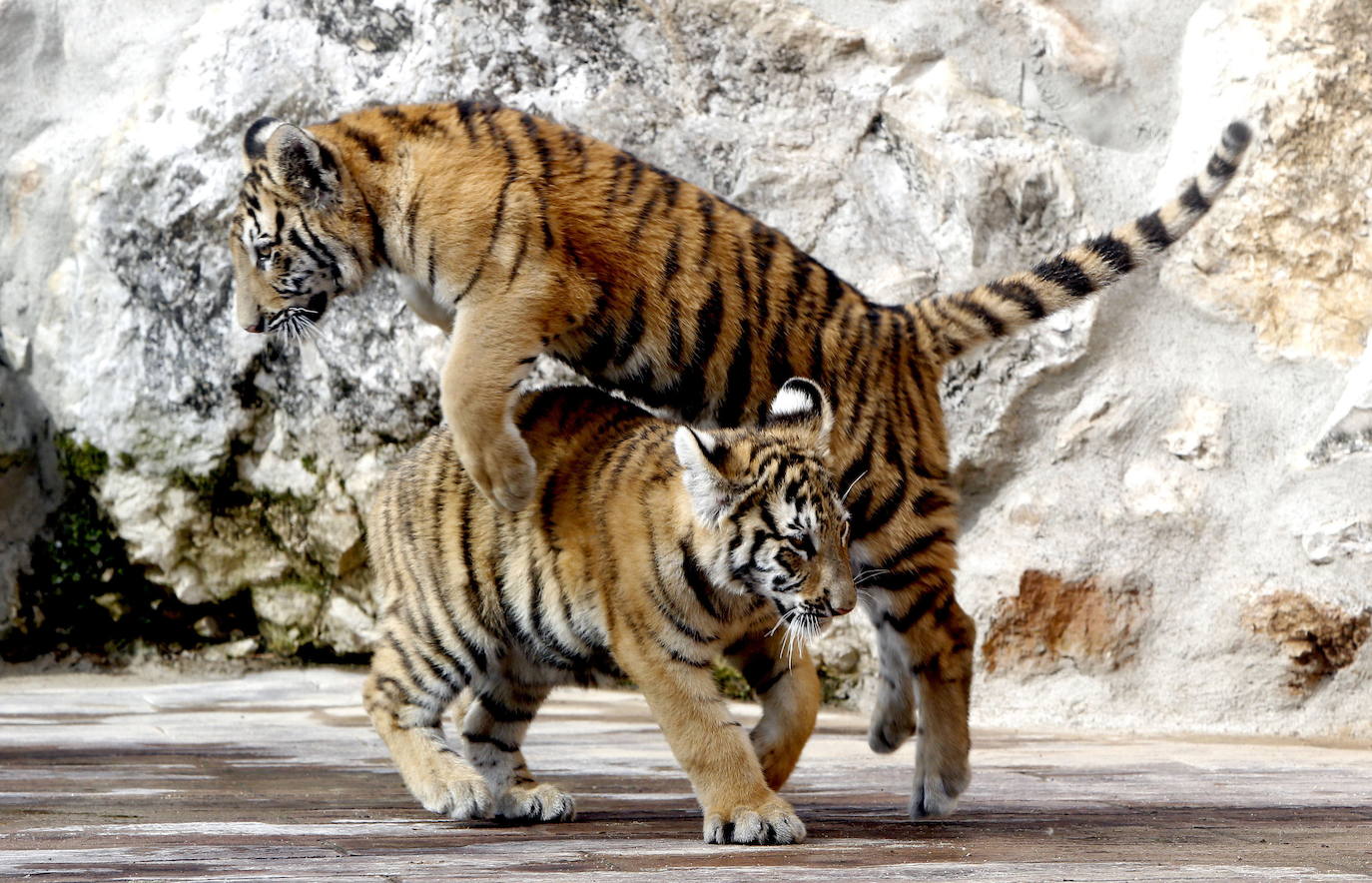 Tigres de bengala