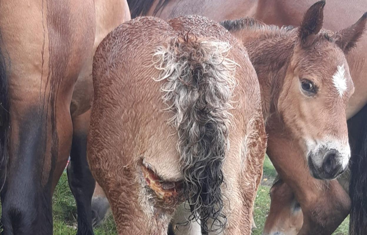 Potro herido por los lobos en Cicera, Peñarrubia. dm