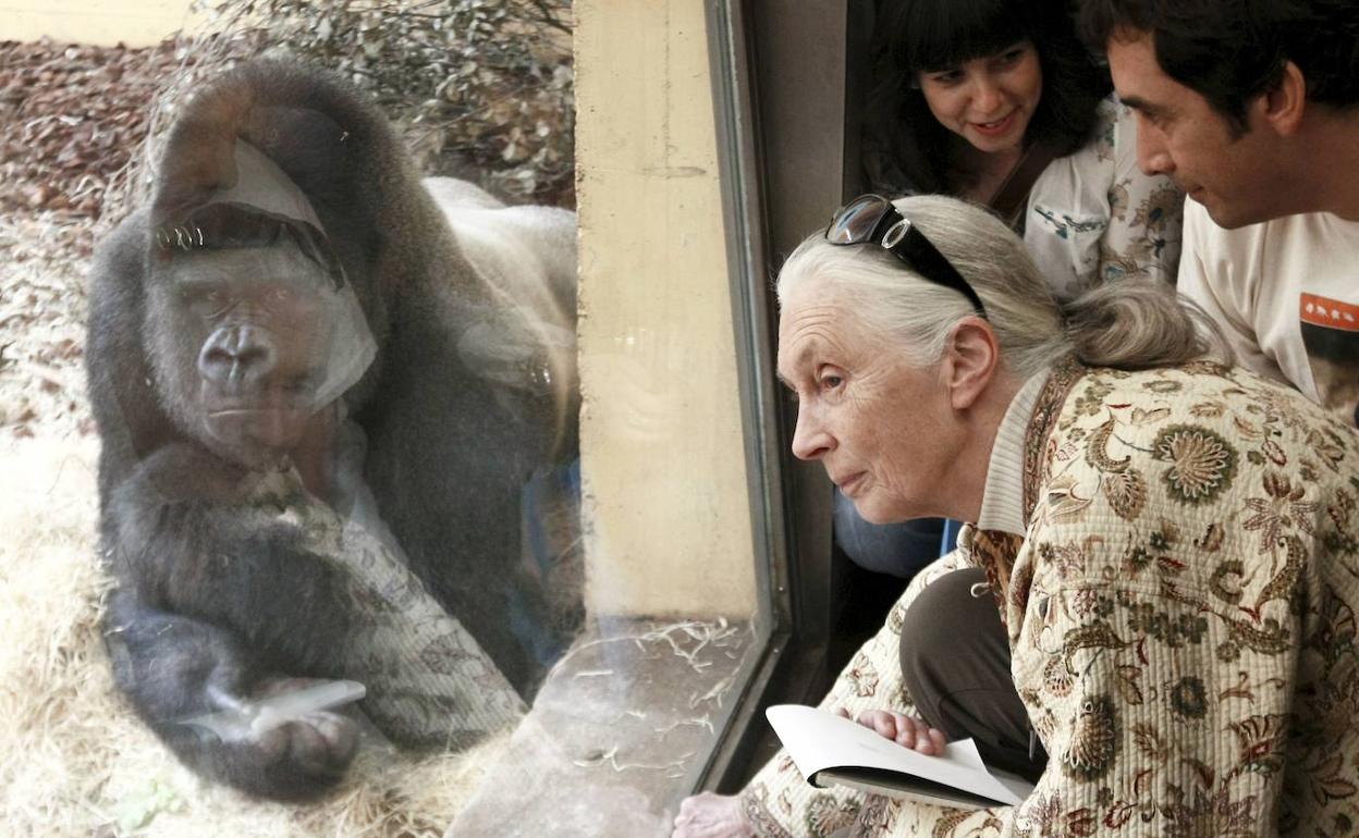 La primatóloga británica Jane Goodall en su visita a Cabárceno en 2009.