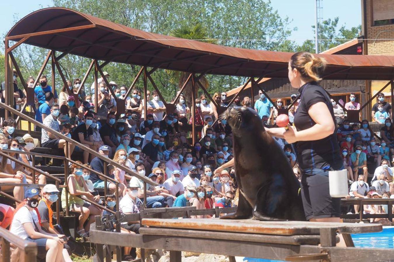 Numeroso público se acercó este sábado hasta el Parque de la Naturaleza de Cabárceno en el primer fin de semana fuera del estado de alarma.