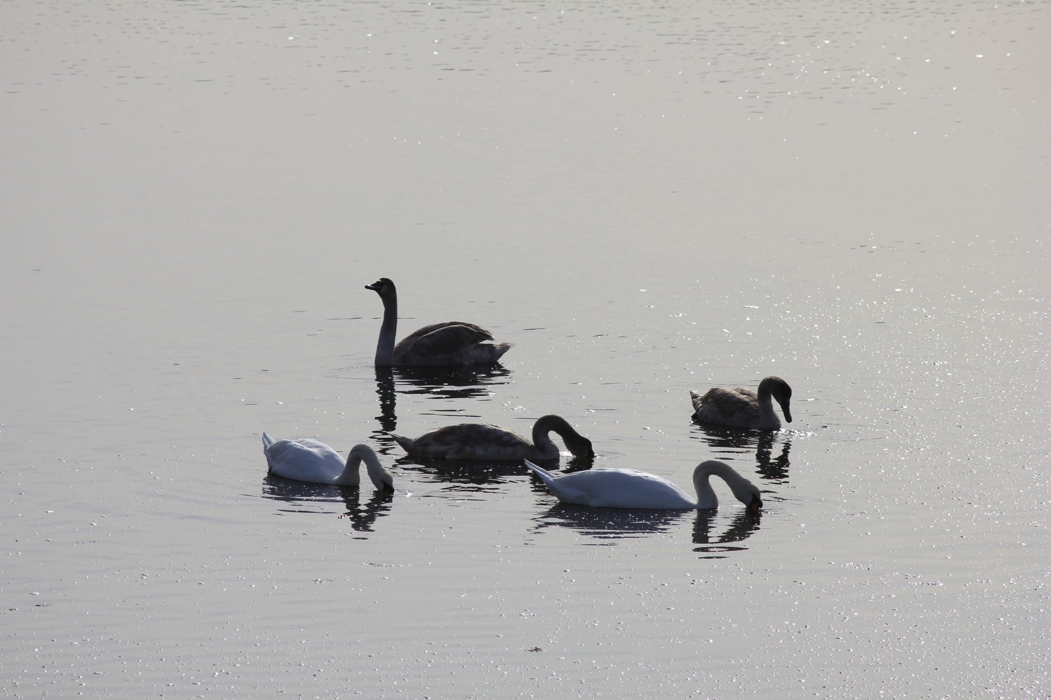 Cisnes en la ría de San Martín