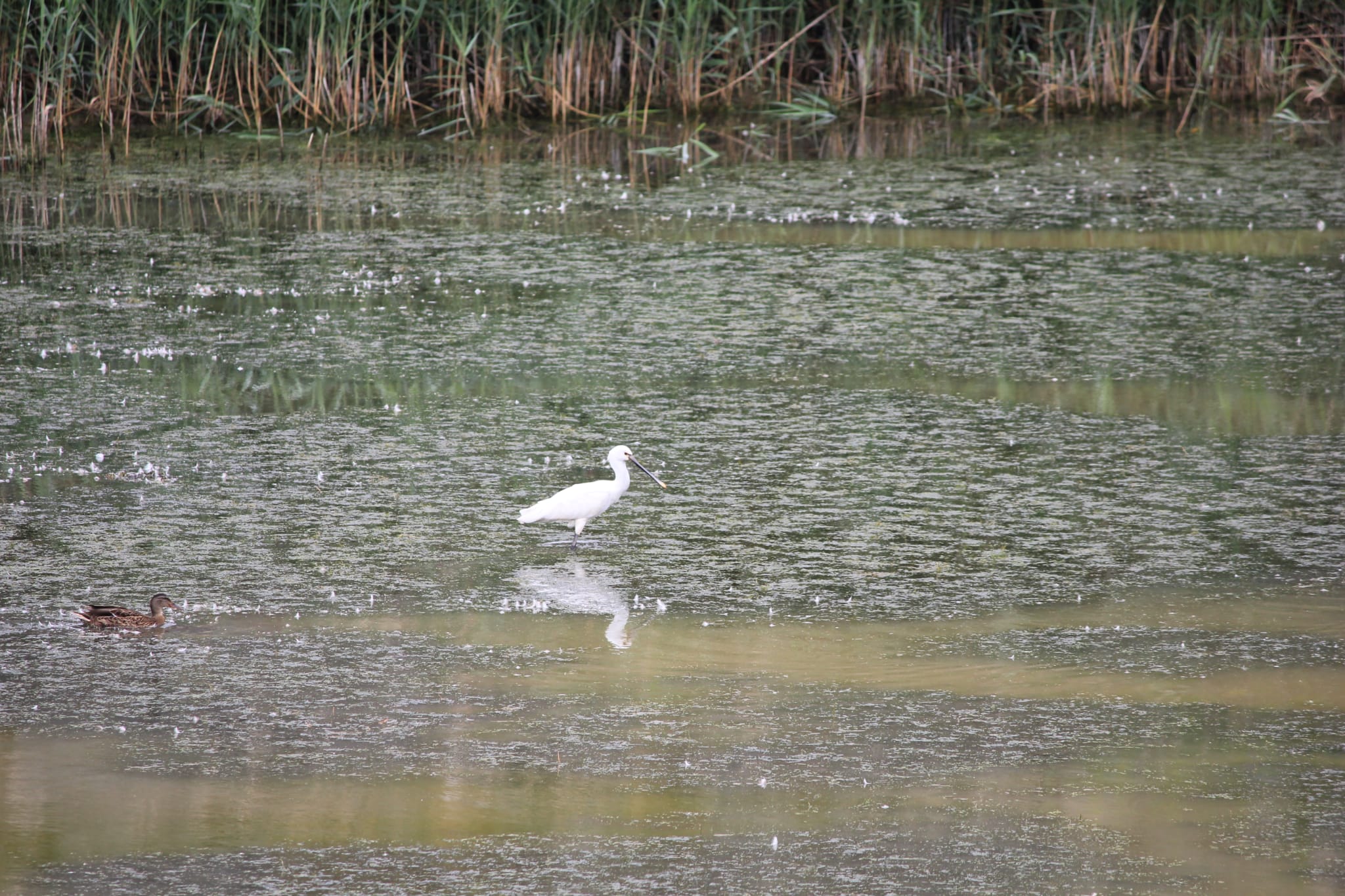 Espátula en la ría de San Martín