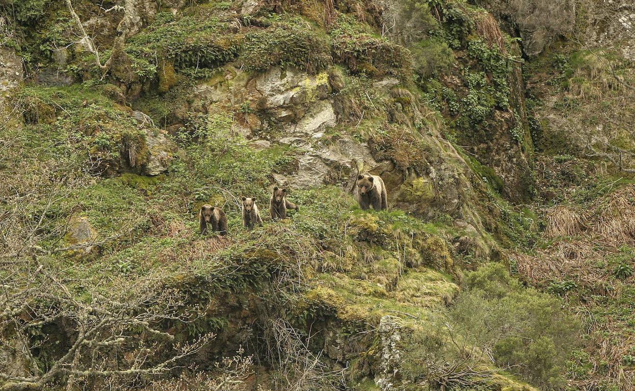 Madre con tres crías de oso. Los expertos piden que no se deje comida en los montes.