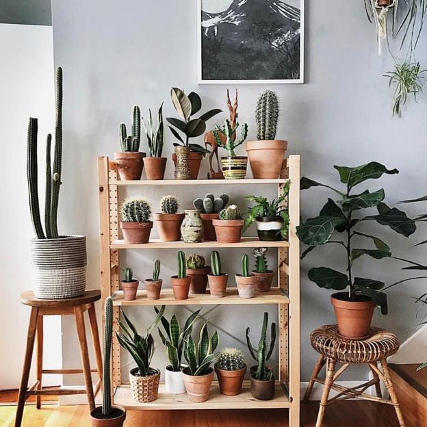 Ocho plantas para purificar y decorar los hogares cántabros