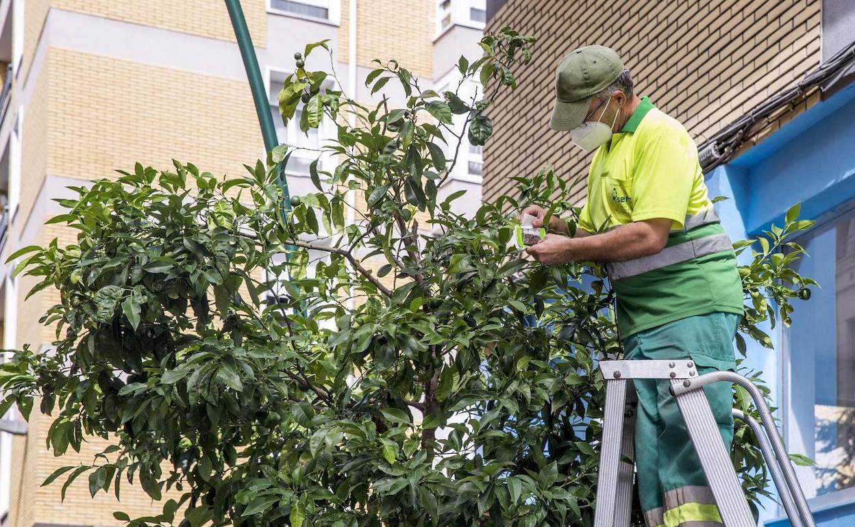 Torrelavega realiza una suelta de insectos para prevenir plagas en el arbolado