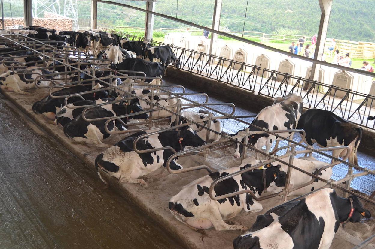 En una estabulación abierta, las vacas se mueven libremente para alimentarse y para acudir al robot que las ordeña cuando sienten la necesidad. Duermen en arena de playa.